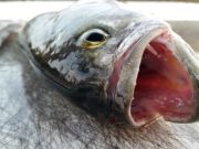 Small bluefish on cuting board