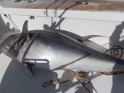 TW’s Bait & Tackle, Daily Fishing Report.