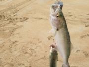 TW’s Bait & Tackle, Daily Fishing Report