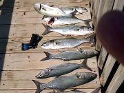 TW’s Bait & Tackle, Daily Fishing Report