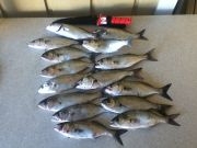 TW’s Bait & Tackle, Daily Fishing Report