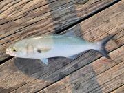 bluefish on deck