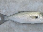 Jennette's Pier, Bluefish Biting