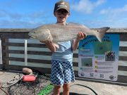 Jennette's Pier, Blues and Flounder