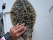 Miss Oregon Inlet II Head Boat Fishing, Flounder Pounder