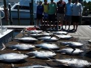 Pirate's Cove Marina, A Whole Lotta Tuna!!