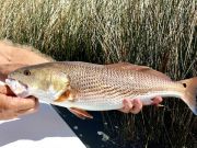 TW’s Bait & Tackle, Daily Fishing Report