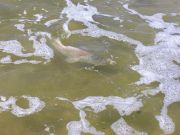 TW’s Bait & Tackle, Daily Fishing Report