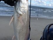 TW’s Bait & Tackle, Daily Fishing Report