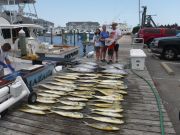 Pirate's Cove Marina, MAHI TUNA SHARKS oh my!