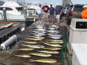 Pirate's Cove Marina, Tunas are Still Biting!