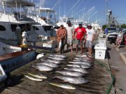 Pirate's Cove Marina, Non-Stop Tunas!