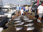 Pirate's Cove Marina, Marlin Madness