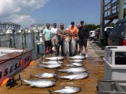 Pirate's Cove Marina, Limits Of Tuna and a White Marlin Release