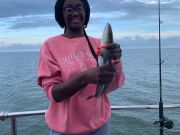 Miss Oregon Inlet II Head Boat Fishing, Cobia! Cobia! Cobia!