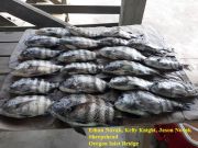 TW’s Bait & Tackle, Daily Fishing Report