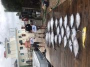 Pirate's Cove Marina, Alice Kelly Kick-Off and Tuna!!