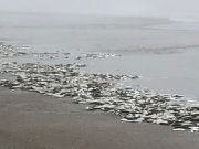 TW’s Bait & Tackle, Daily Fishing Report