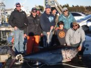 Pirate's Cove Marina, GIANT BLUEFIN TUNA!