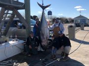 Pirate's Cove Marina, Trophy Bluefin Tuna!