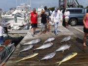 Pirate's Cove Marina, Yellowfin and Wahoo