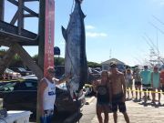 Pirate's Cove Marina, 605 POUND BLUE MARLIN