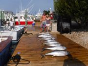 Pirate's Cove Marina, Tunas at Pirate's Cove