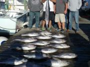 Pirate's Cove Marina, TUNA FEVER!