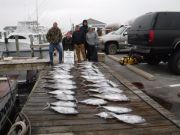 Pirate's Cove Marina, LIMITS OF YELLOWFIN