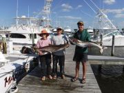 Pirate's Cove Marina, Cobia Catch!