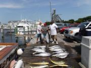 Pirate's Cove Marina, BLUE MARLIN and Meatfish!