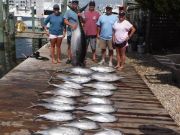 Pirate's Cove Marina, Great Tuna Fishing!