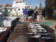 Pirate's Cove Marina, Yellowfin Galore!