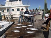 Pirate's Cove Marina, Yellowfin and a citation Wahoo