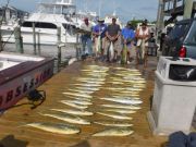 Pirate's Cove Marina, Bigeye Yellowfin Mahi and Blue Marlin