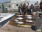 Pirate's Cove Marina, TUNA MAHI SHARKS oh my!