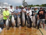 Pirate's Cove Marina, .. BigEye and Cobia Madness