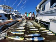 Pirate's Cove Marina, Mahi Monday!