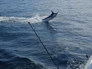 Pirate's Cove Marina, Marlin Kinda Monday