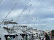 Pirate's Cove Marina, Happy Labor Day!