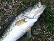 TW’s Bait & Tackle, Daily Fishing Report