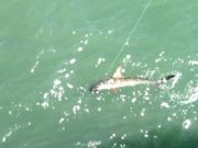 TW’s Bait & Tackle, TW's Daily fishing Report. 1/7/16