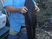 TW’s Bait & Tackle, Daily Fishing Report