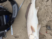 TW’s Bait & Tackle, Daily Fishing Report