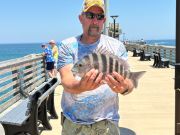 Jennette's Pier, Sheepshead biting!