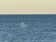 Jennette's Pier, Whales Are Here!