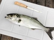 Jennette's Pier, Hooked Up With Bluefish and Albacore