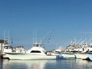 Pirate's Cove Marina, Marlin Monday!