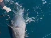 Oregon Inlet Fishing Center, Bi-Op-Sea