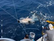 Oregon Inlet Fishing Center, Daylight Savings and Bluefin